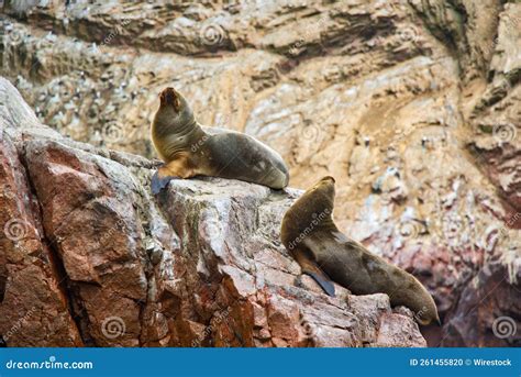 Cute Fur Seals Arctocephalinae Resting On Beach Rocks Stock Photo