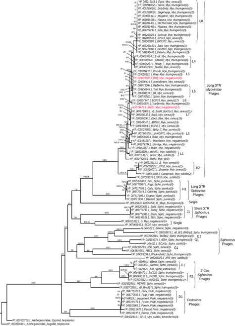 Phylogenetic Tree Analysis Of The Bacillus Terminase Reflects Complete