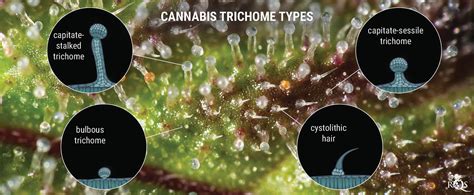 Getting The Most Out Of Cannabis Trichomes Rqs Blog