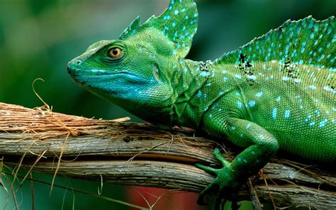 Green iguana, lizards, animals HD wallpaper | Wallpaper Flare