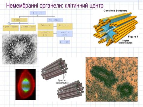 Будова клітини евкаріотів - презентація з біології