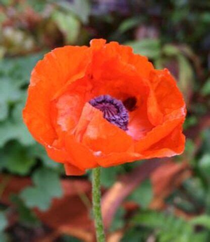 Brilliant Oriental Poppy Papaver Orientale Brilliant North Shore