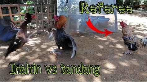 UNEXPECTED FIGHT INAHIN VS TANDANG HUNTING WILD CHICKEN YouTube