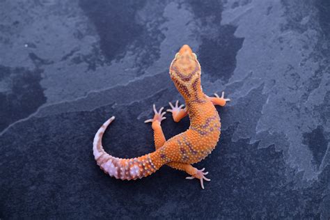 Firewater Leopard Gecko
