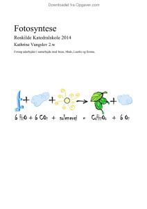 Rapport Fotosyntese Biologi Opgaver