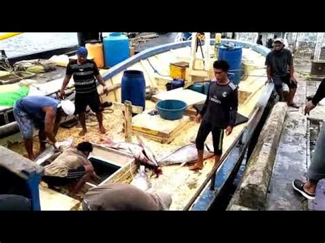 Bongkar Ikan Tuna Di Pps Bitung Jenis Kapal Hand Line Tuna Youtube