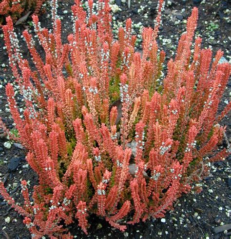 Calluna 'Firefly' Heather | Plants4Home