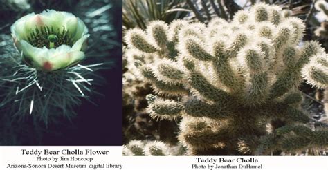 Chain-Fruit And Teddy Bear Cholla Cactus – Arizona Daily Independent