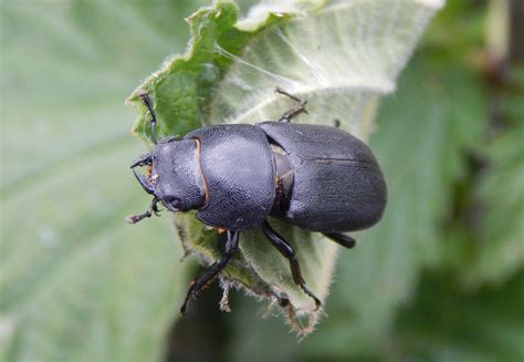 Lesser Stag Beetle Dorcus parallelipipedus - BRITISH NATURE GUIDE