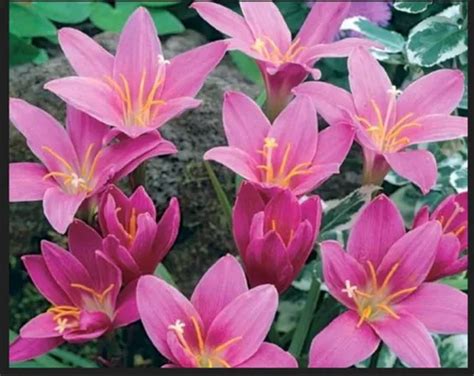 Zephyranthes Rain Lily Flower Blub At Rs 8piece लिली फूल का पौधा