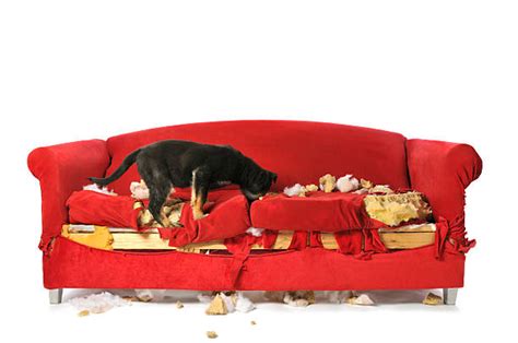 Dog Destroying Furniture Stock Photos Pictures And Royalty Free Images