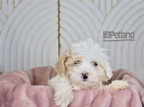 Maltipoo Puppies Petland Independence Missouri