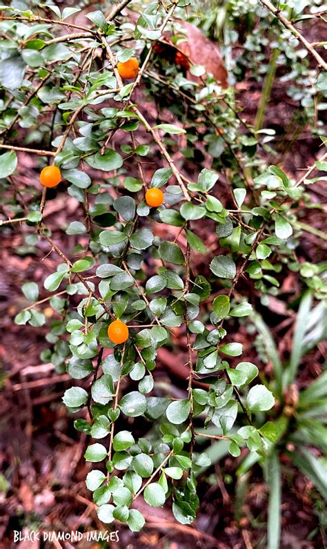 Pittosporum Multiflorum Syn Citriobatus Pauciflorus O Flickr