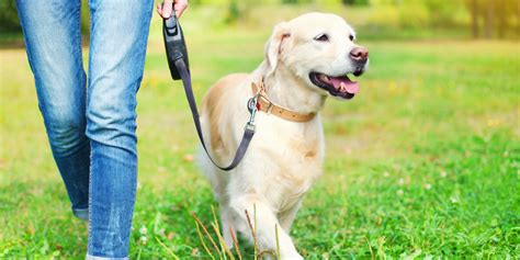 Cuántas calorías quemamos sacando al perro a pasear