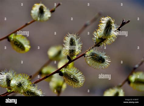 Spring Pussy Willow Branch Isolated On Black Background Stock Photo Alamy