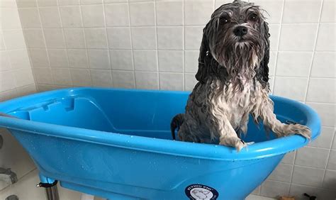 The Best Dog Bathtubs The Pet Grooming