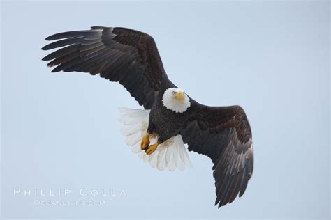 Bald Eagle In Flight Wings Spread Haliaeetus Leucocephalus Kachemak