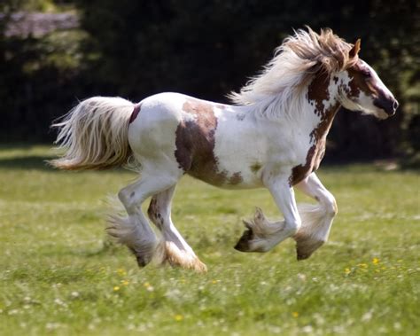 Free Horse Wallpapers And Screensavers Wallpapersafari