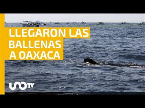 Llegaron Las Ballenas Jorobadas A Oaxaca Unotv