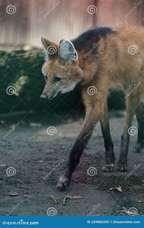 Maned wolf stock photo. Image of force, beast, face - 269866260