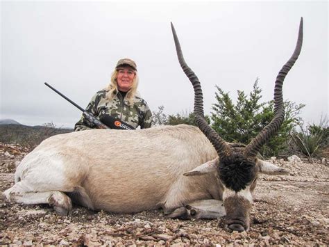 Addax Hunting 60 Species Available For Hunt Ox Ranch