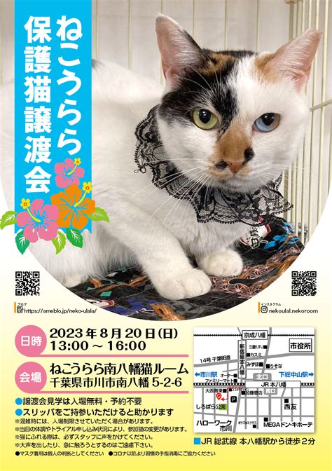 8月の譲渡会 のんびり地域猫活動中