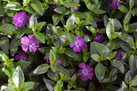 Vinca Minor ‘atropurpurea Purdue Arboretum Explorer