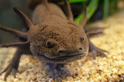 Axolotl Connecticuts Beardsley Zoo