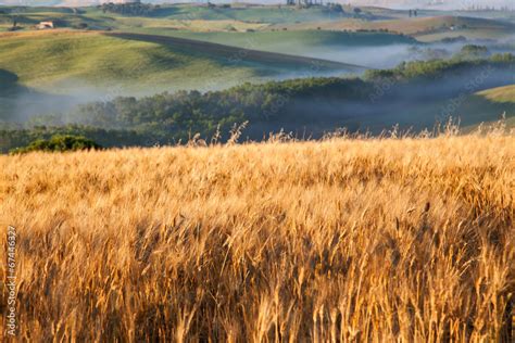 Fototapeta żyto natura lato pole słońce Dekowizja pl