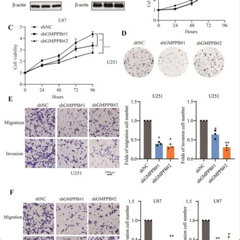 Silencing Gmppb Inhibits Gbm Cell Proliferation Migration And