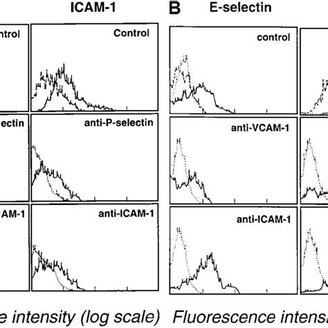 Inhibition Of Endothelial Cell Adhesion Receptor Expression By