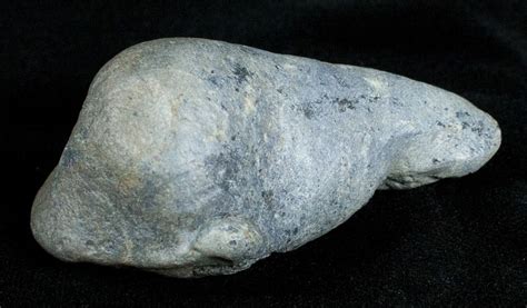 Fossil Cetacean (Whale) Ear Bone - Miocene (#3501) For Sale - FossilEra.com