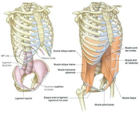 Paroi Abdominale L Ments Osseux Et Musculaires Drake