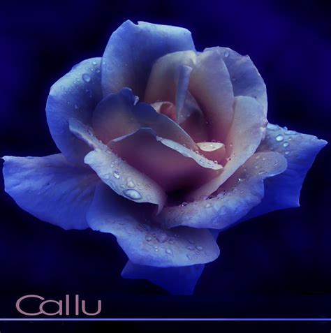Too Blue By Callu On Deviantart