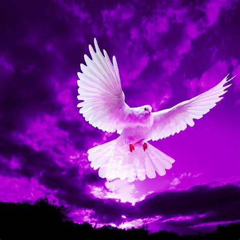 Pigeon Flying In Purple Sky iPad Air Wallpapers Free Download