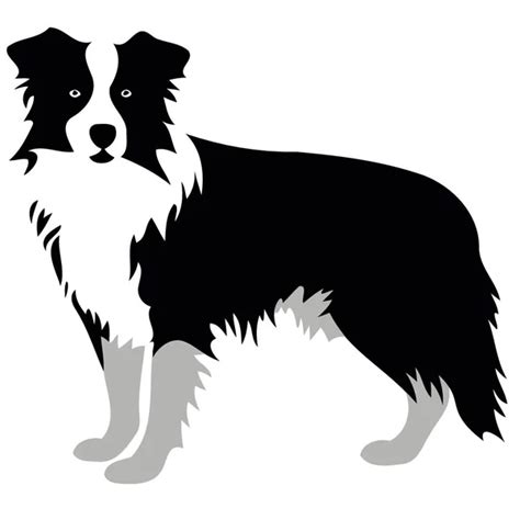 Free Border Collie Imágenes De Stock De Arte Vectorial Depositphotos