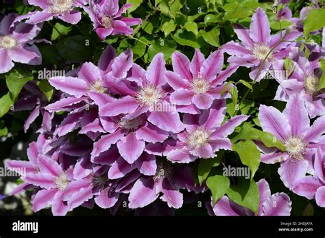 Clematis Clematis Bloom Clematis Blooms Stock Photo Alamy