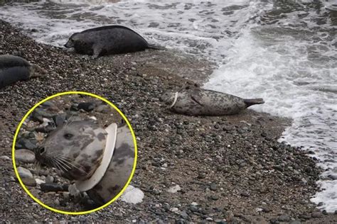 Toy Warning As Pregnant Seal Gets Dog Frisbee Trapped Around Neck