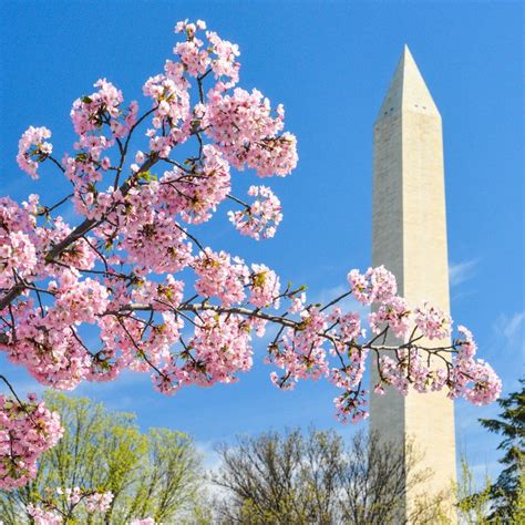 Cherry Blossom Festival In Washington, D.C.: 10 Things To Know | Cherry blossom festival ...