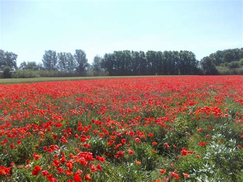 Campo De Amapolas De Primavera Rompecabezas En L Nea