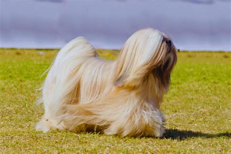 Lhasa Apso Conheça A Origem Desta Raça Canina