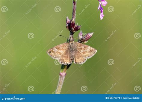 Dingy Skipper Erynnis Tages Es Una Mariposa De La Familia Hesperiidae