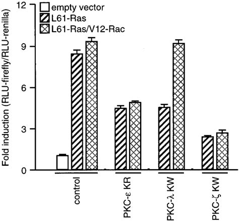 Expression Of Ca V Rac Overcomes The Inhibition Of Ras Mediated