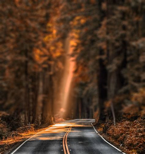 Autumn Tree Highway Road Cb Picsart Background Hd Cbeditz