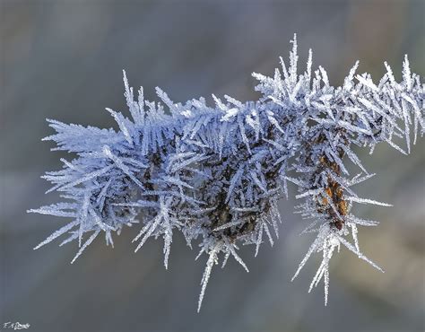 Frosty morning 6 by Nini1965 on DeviantArt