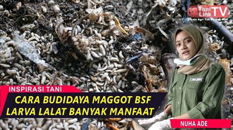 Belajar Budidaya Maggot Bsf Bersama Peternak Muda Youtube