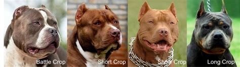 18 Ear Cropping Chart Artiearjmund