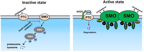 Mechanisms Of Smoothened Regulation In Hedgehog Signaling