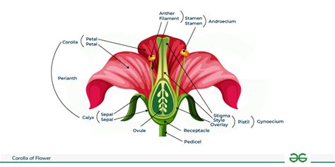 Corolla of Flower - Meaning, Diagram, Features, and Functions ...