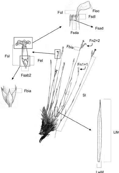 The Morphological Characters Analysed Download Scientific Diagram